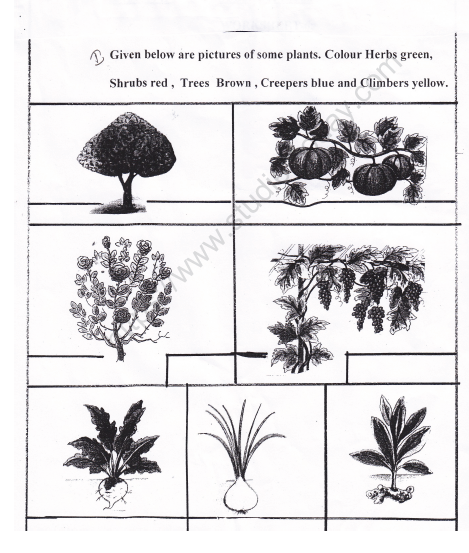 cbse-class-2-evs-practice-plants-worksheet-set-b